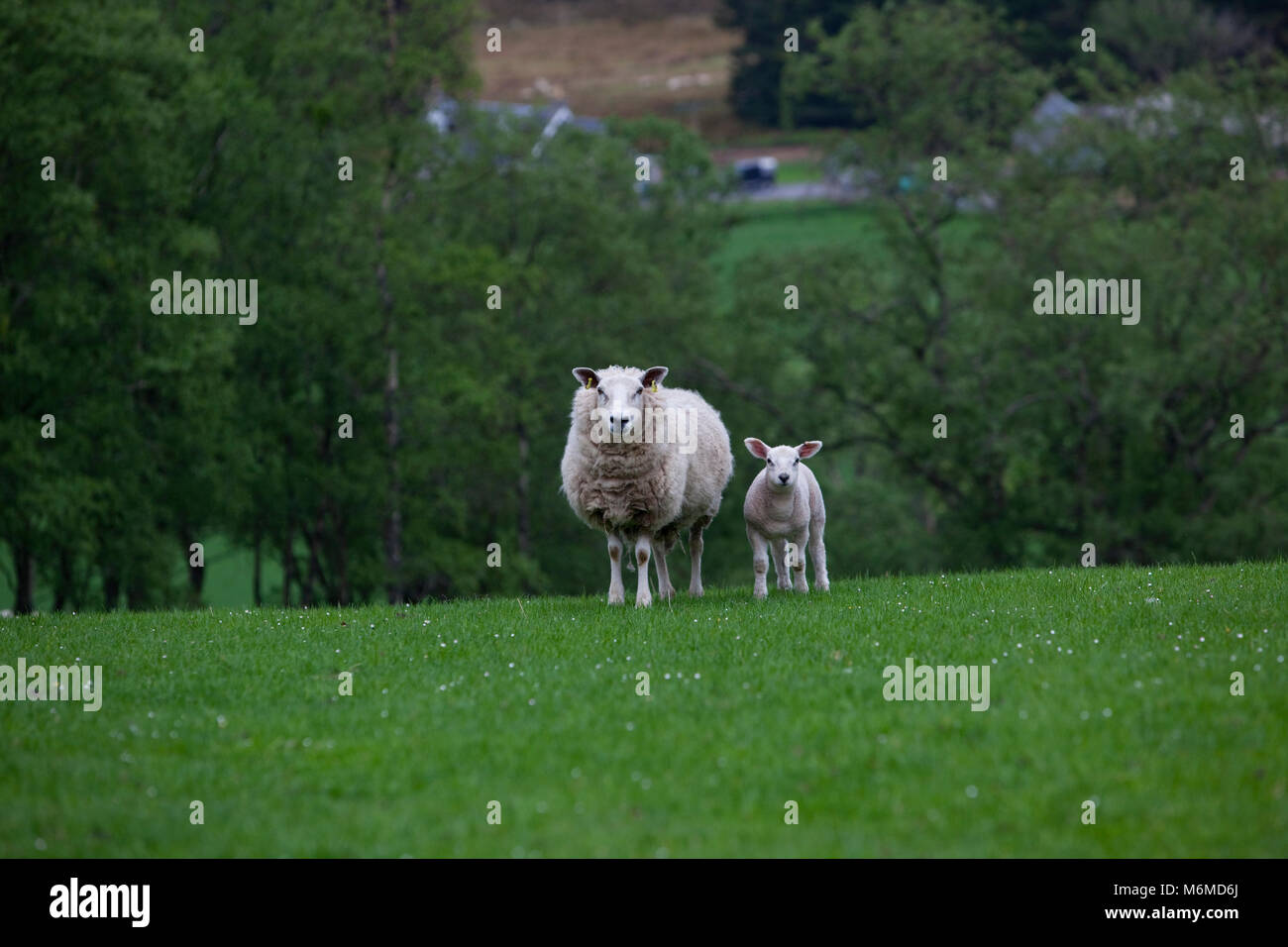Highland ovini e di agnello in un campo Foto Stock