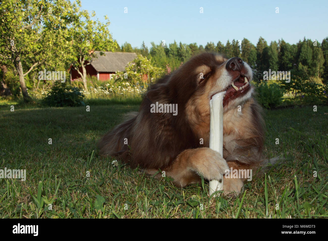 Lapphund finlandese di osso da masticare Foto Stock