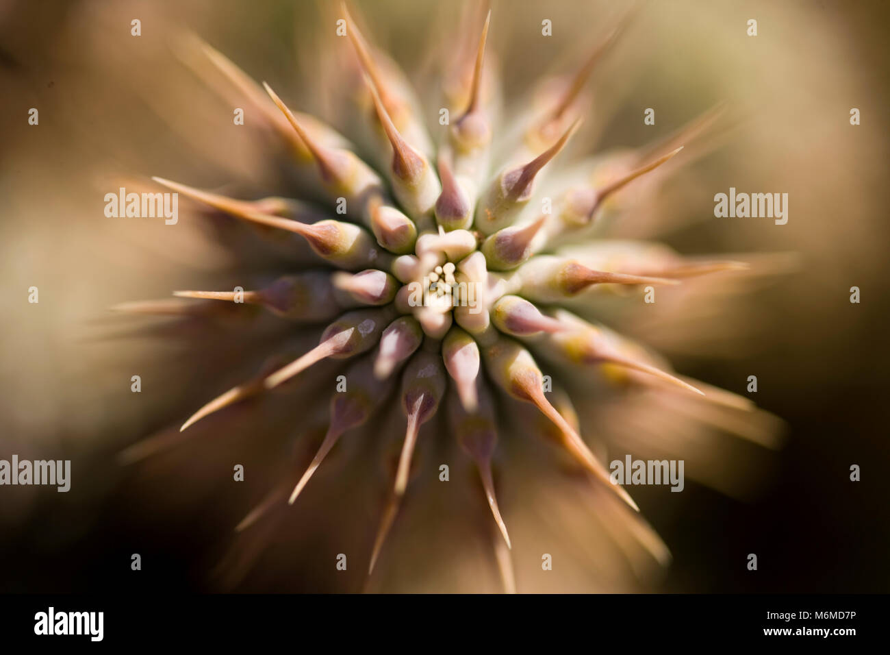 Extreme close up vista dall'alto di un fiore in Tankwa Karoo, Western Cape, Sud Africa Foto Stock