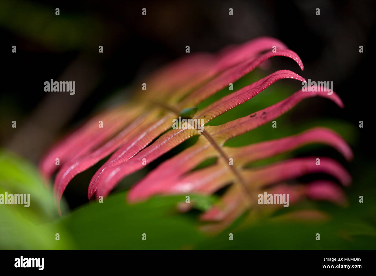 Extreme close-up di una foglia, stelo, Knysna Sud Africa Foto Stock