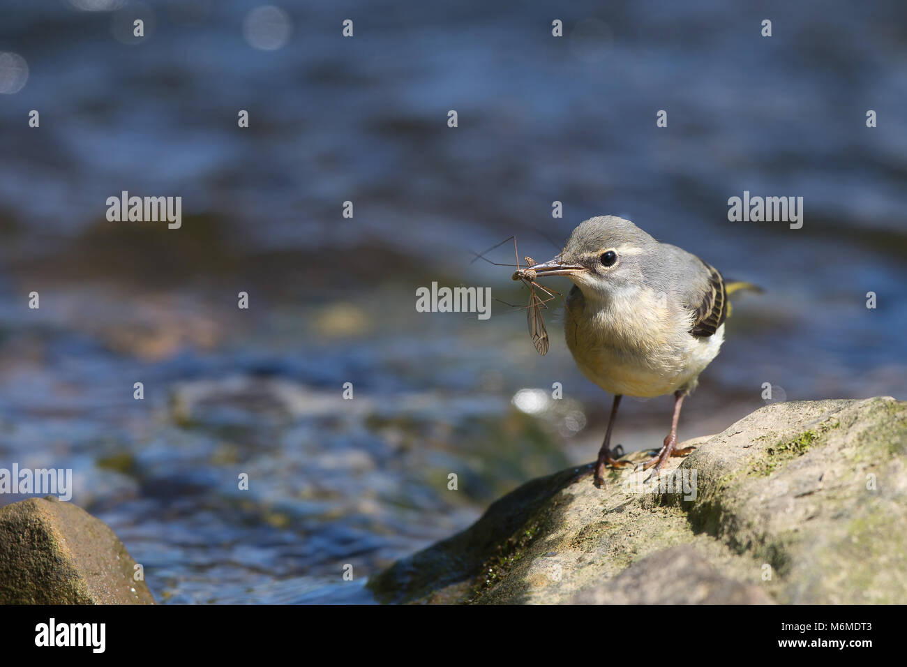 Vista frontale primo piano dell'uccello grigio del vagone (Motacilla cinerea) isolato all'aperto che perching sulla roccia al sole sul bordo dell'acqua, raccogliendo insetti in becco. Foto Stock