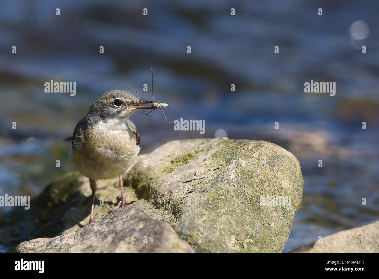 Primo piano di un uccello di coda di cavallo grigio adulto (Motacilla cinerea) arroccato sulla roccia, al sole d'estate al bordo dell'acqua, becco pieno di insetti per pulcini affamati. Foto Stock