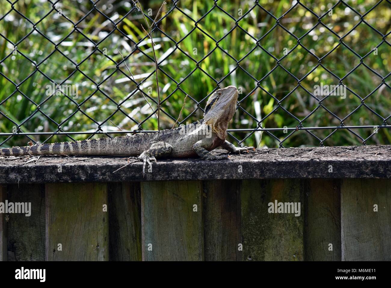La lucertola australiana orientale drago acqua ( Physignathus lesueurii) sulla recinzione di Noosa National Park, Sunshine Coast, Queensland, Australia Foto Stock