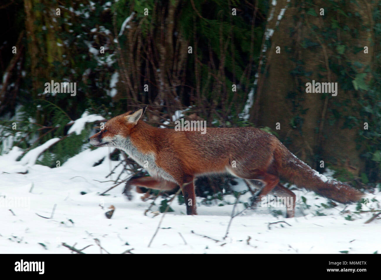 Red Fox in inverno Foto Stock