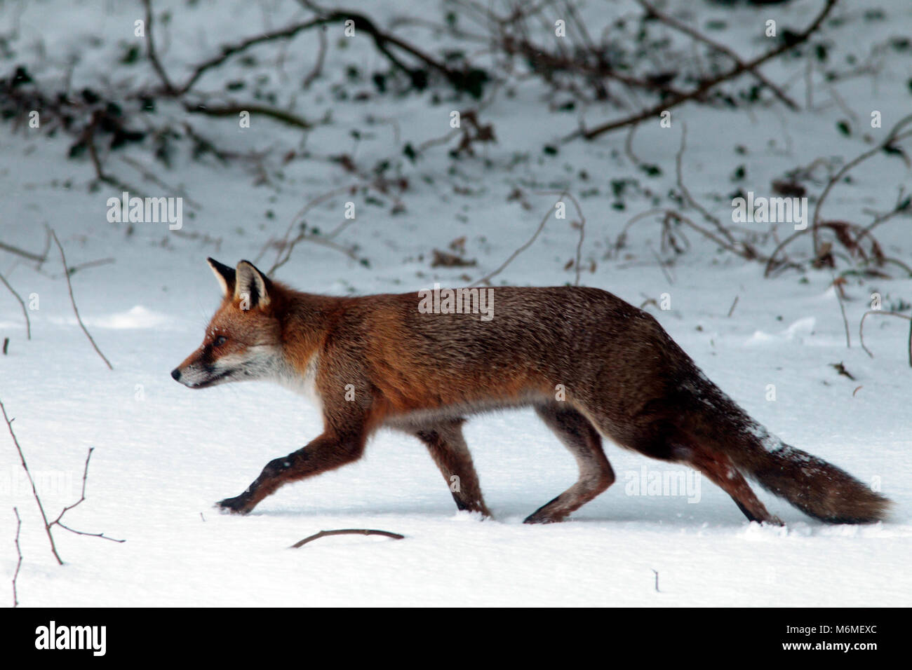 Red Fox in inverno Foto Stock