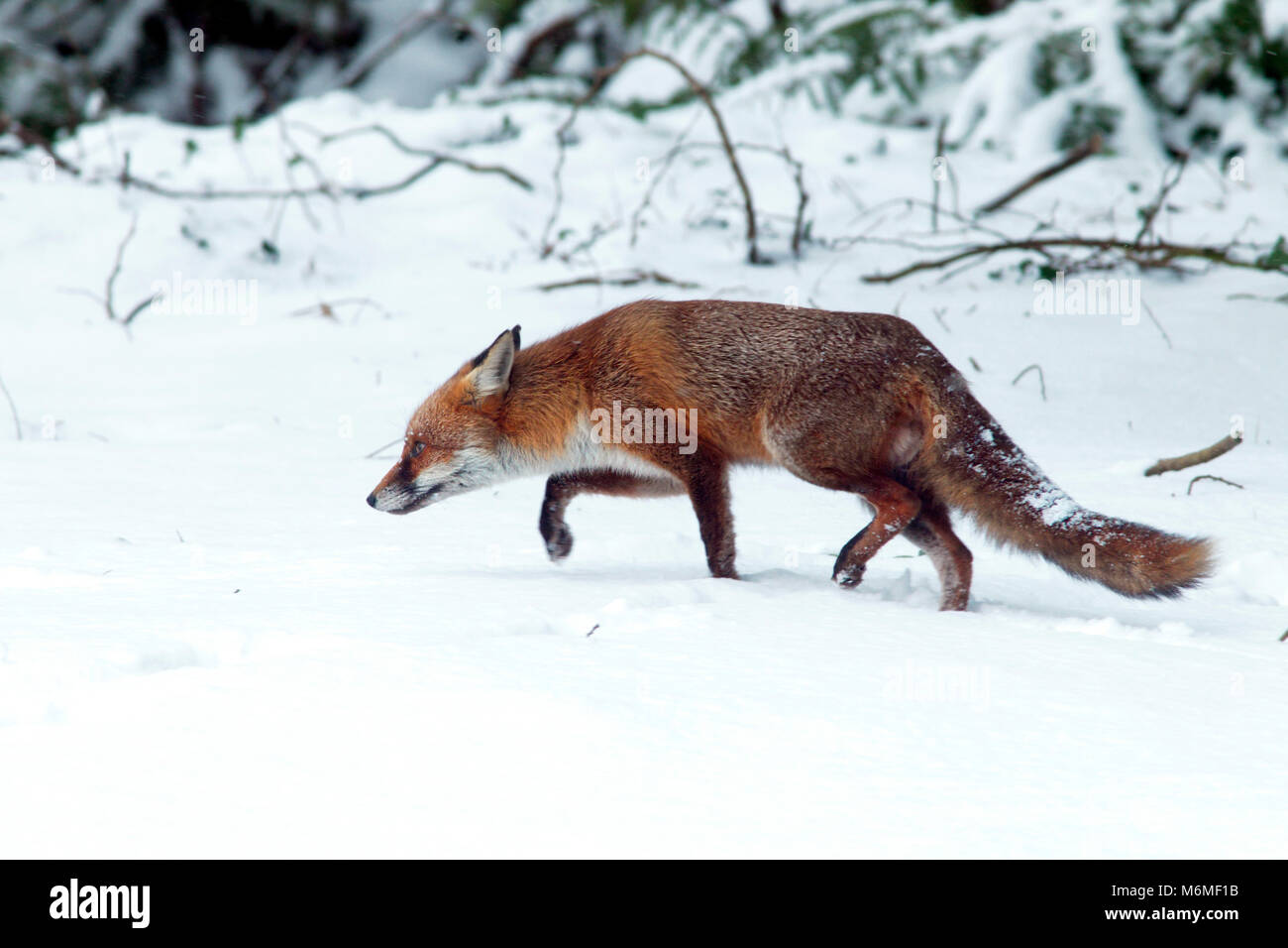 Red Fox in inverno Foto Stock