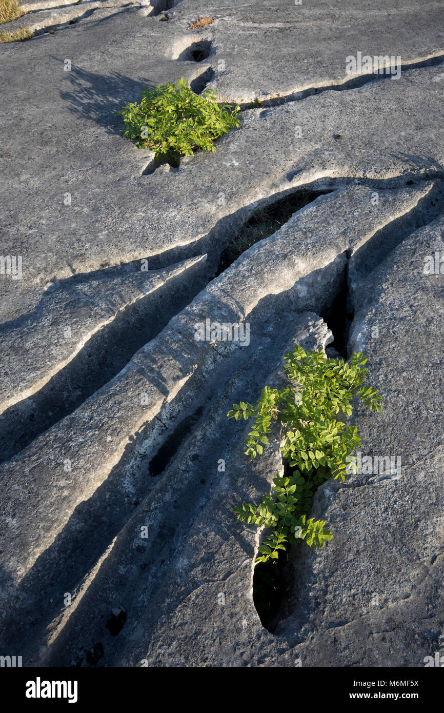 Calcare; portamento carriole; Cumbria, Regno Unito Foto Stock