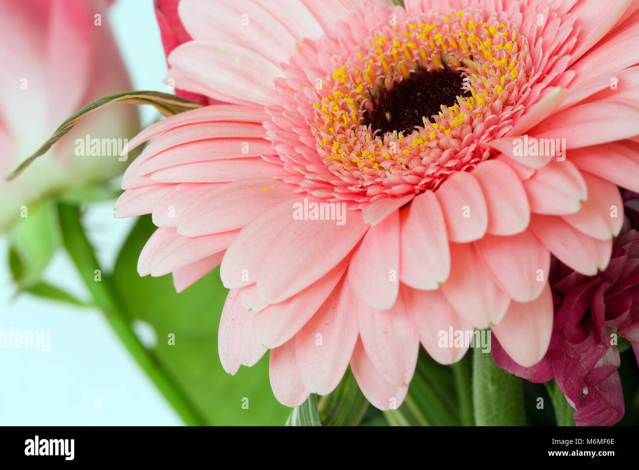 Bellissimo fiore rosa con lunghi e sottili di petali. Primo piano Foto  stock - Alamy