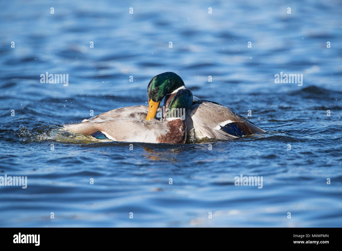 Mallard; Anas platyrhynchos due; i maschi combattimenti Cornwall, Regno Unito Foto Stock