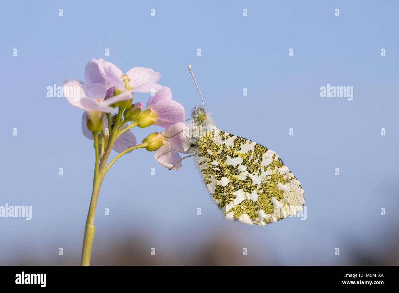 Punta arancione farfalla; Anthocharis cardamines singolo; femmina sono ' appollaiati su fiore cucù Lancashire, Regno Unito Foto Stock