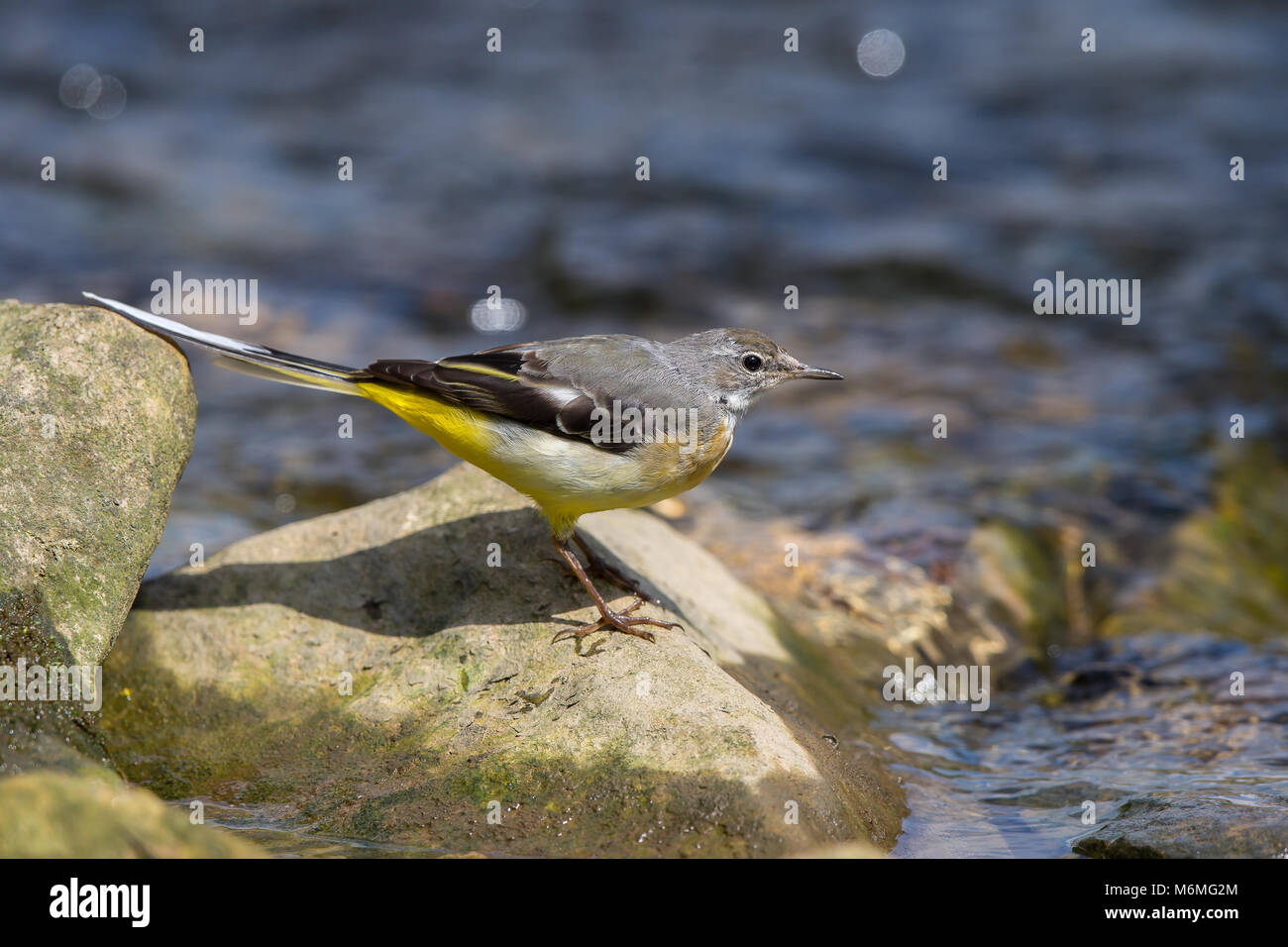 Dettaglio, vista laterale primo piano dell'uccello grigio del carro britannico (Motacilla cinerea) isolato al sole estivo, su pietre a passo d'acqua bordo. Foto Stock