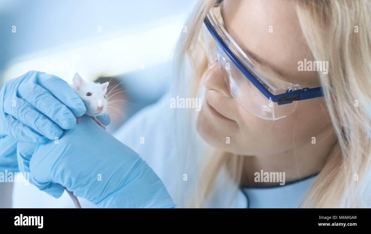 Medical Research Scientist Laboratorio detiene il mouse. Lavora in un ambiente luminoso e moderno laboratorio. Foto Stock