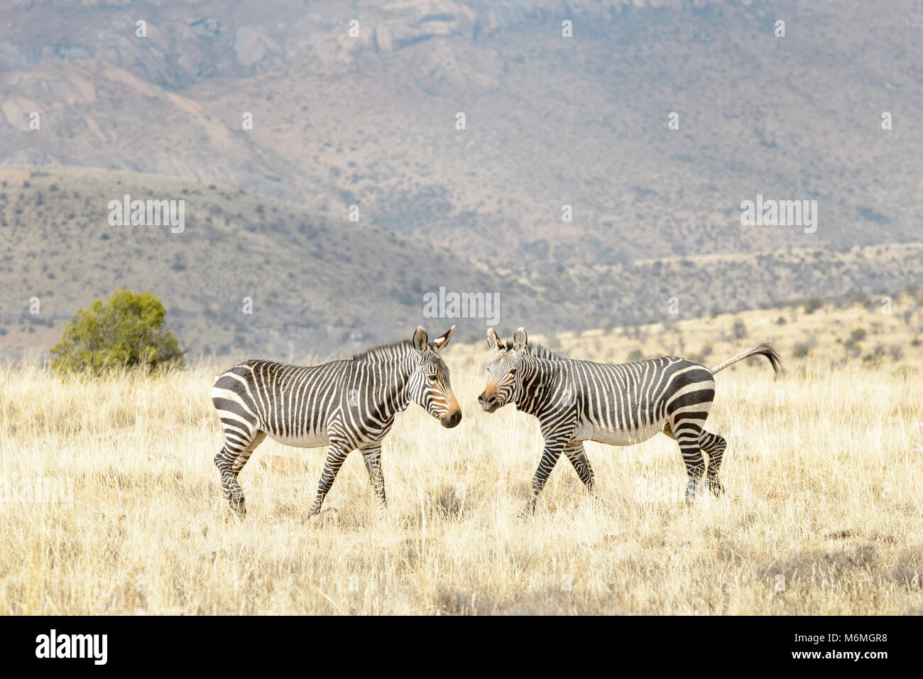 Due Mountain Zebra (Equus zebra) comunicante, Mountain Zebra National Park, Sud Africa Foto Stock