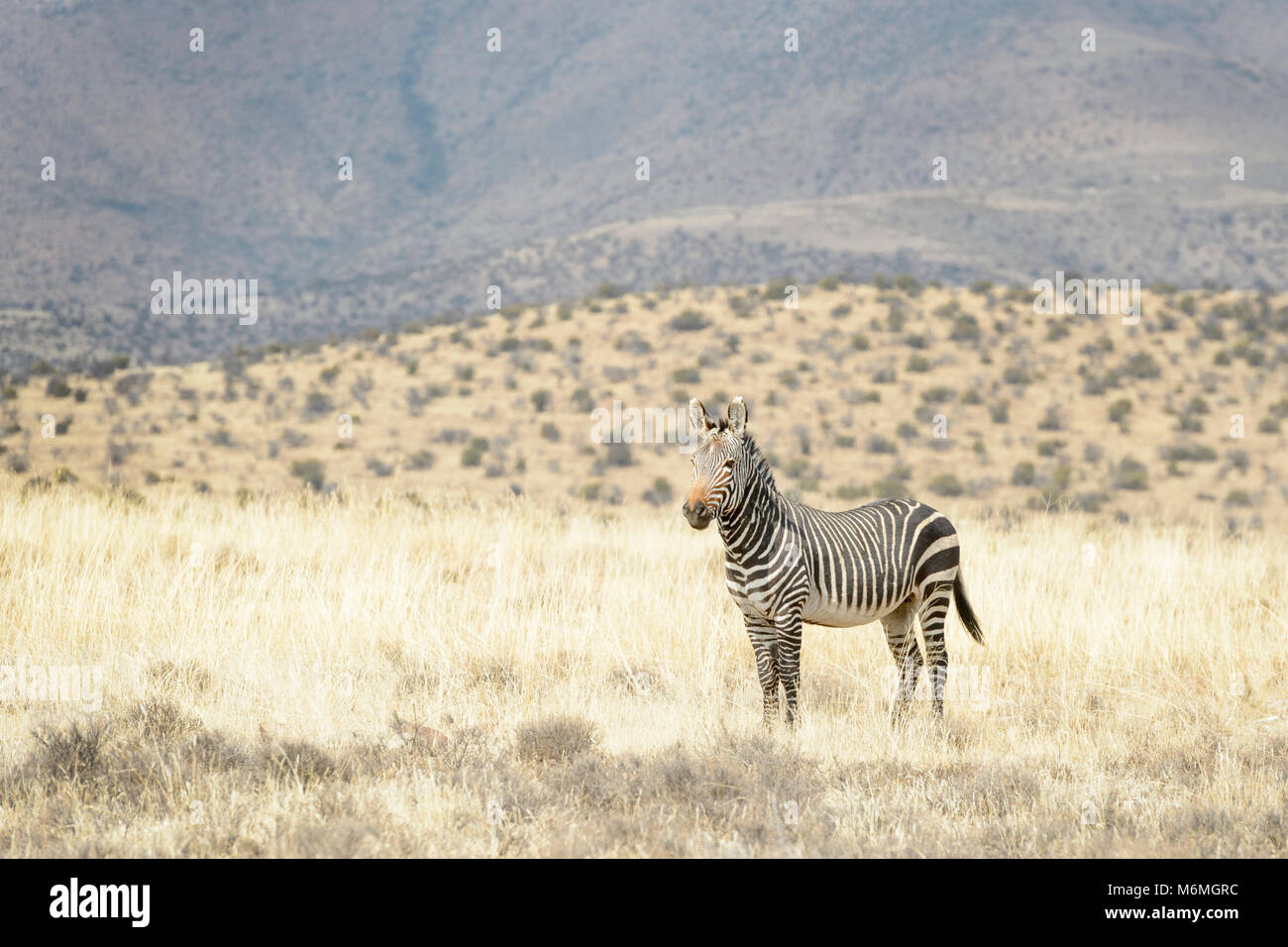 Mountain Zebra (Equus zebra), Mountain Zebra National Park, Sud Africa Foto Stock