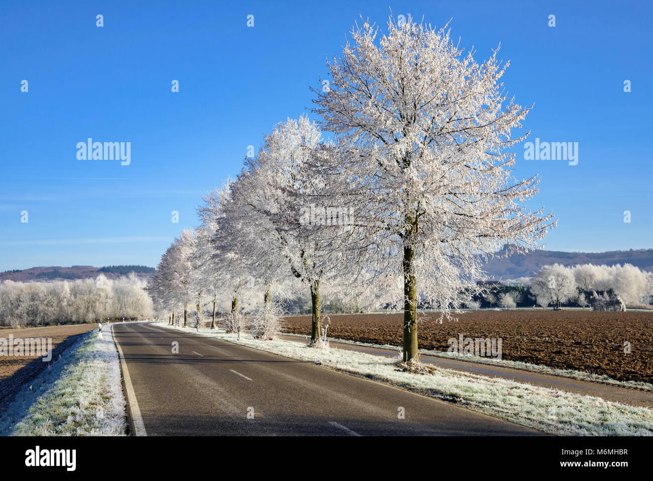 Paese vuota strada fiancheggiata da alberi in polvere con la brina nel mondo rurale paesaggio invernale su un soleggiato e frosty giornata con cielo blu, Renania-Palatinato Foto Stock