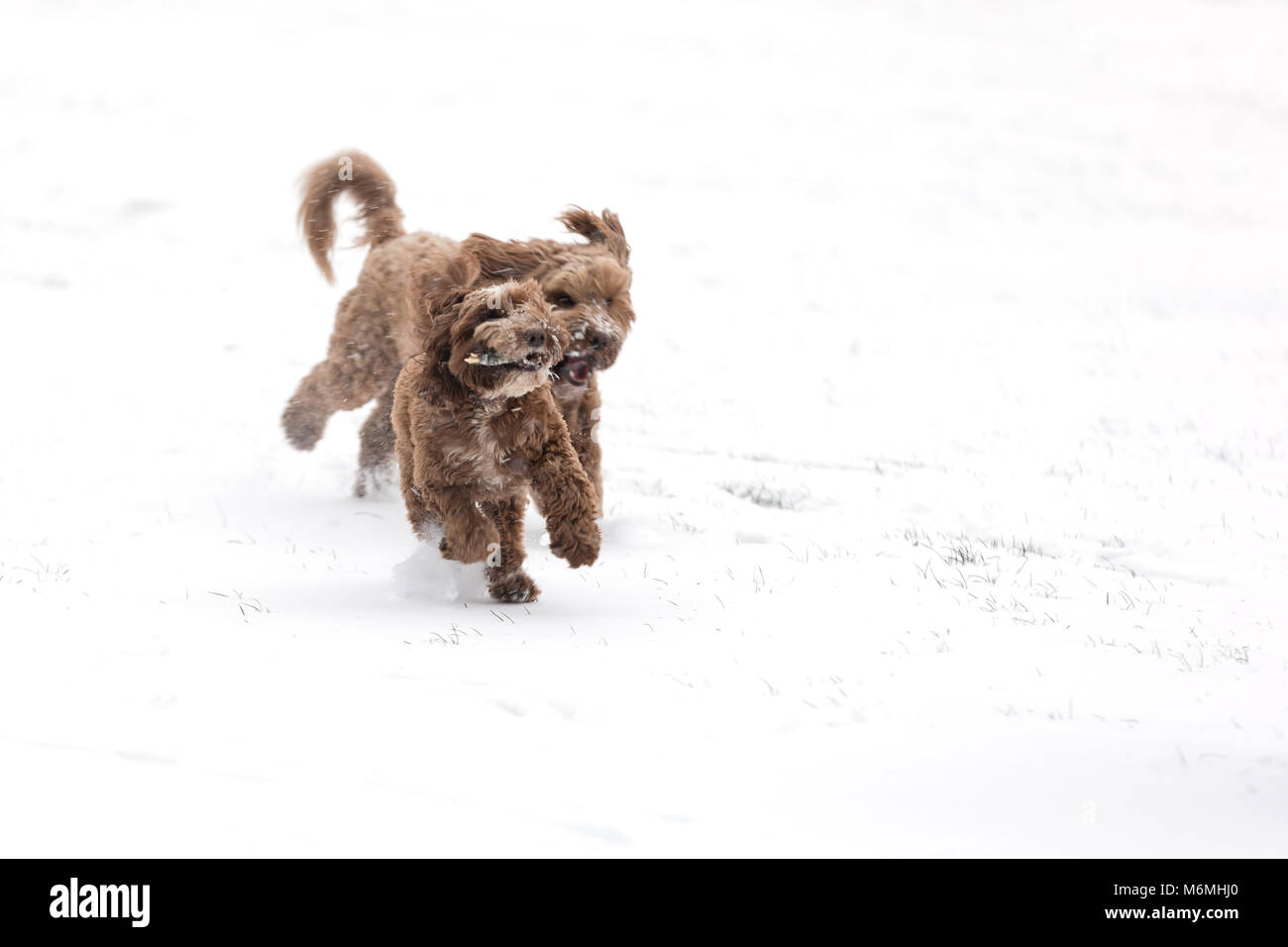 Due cockerpoos cioccolato riproduzione di inseguire con un bastone nella neve. Spazio per il testo. Foto Stock