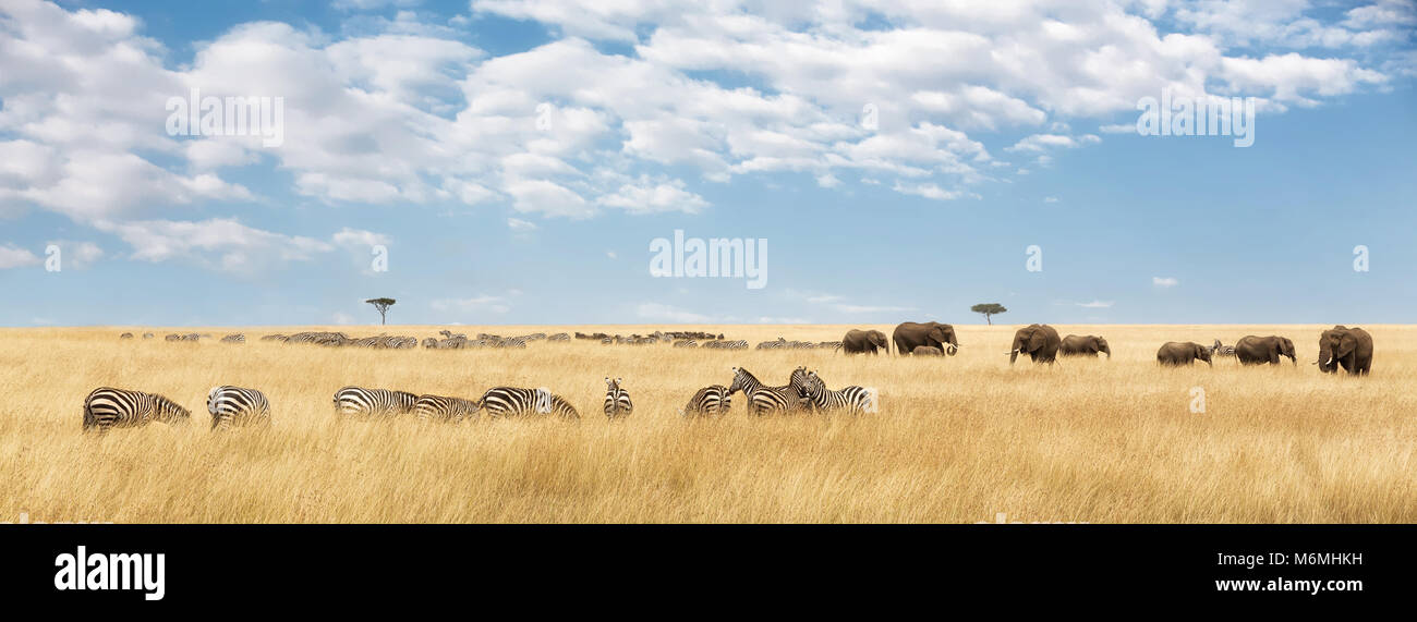 Gli elefanti mandria e migrazione di zebra nel Masai Mara. Panorama nel popolare social media dimensioni banner Foto Stock