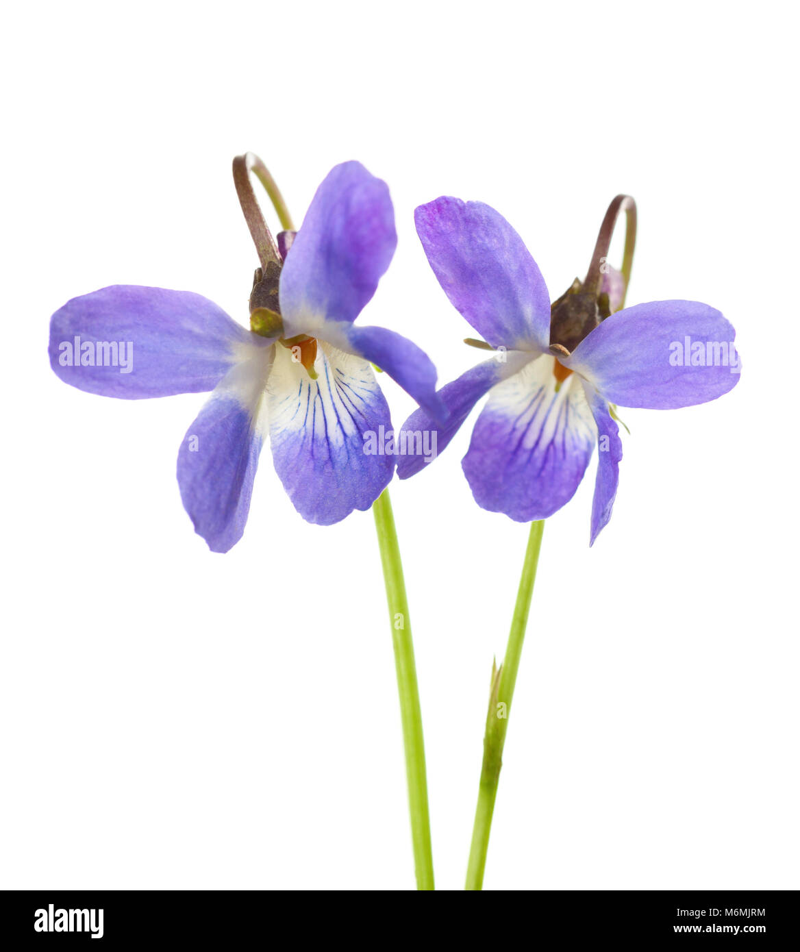 Due primi fiori di primavera ( Viola odorata) isolati su sfondo bianco. Profondità di campo. Messa a fuoco selettiva. Foto Stock
