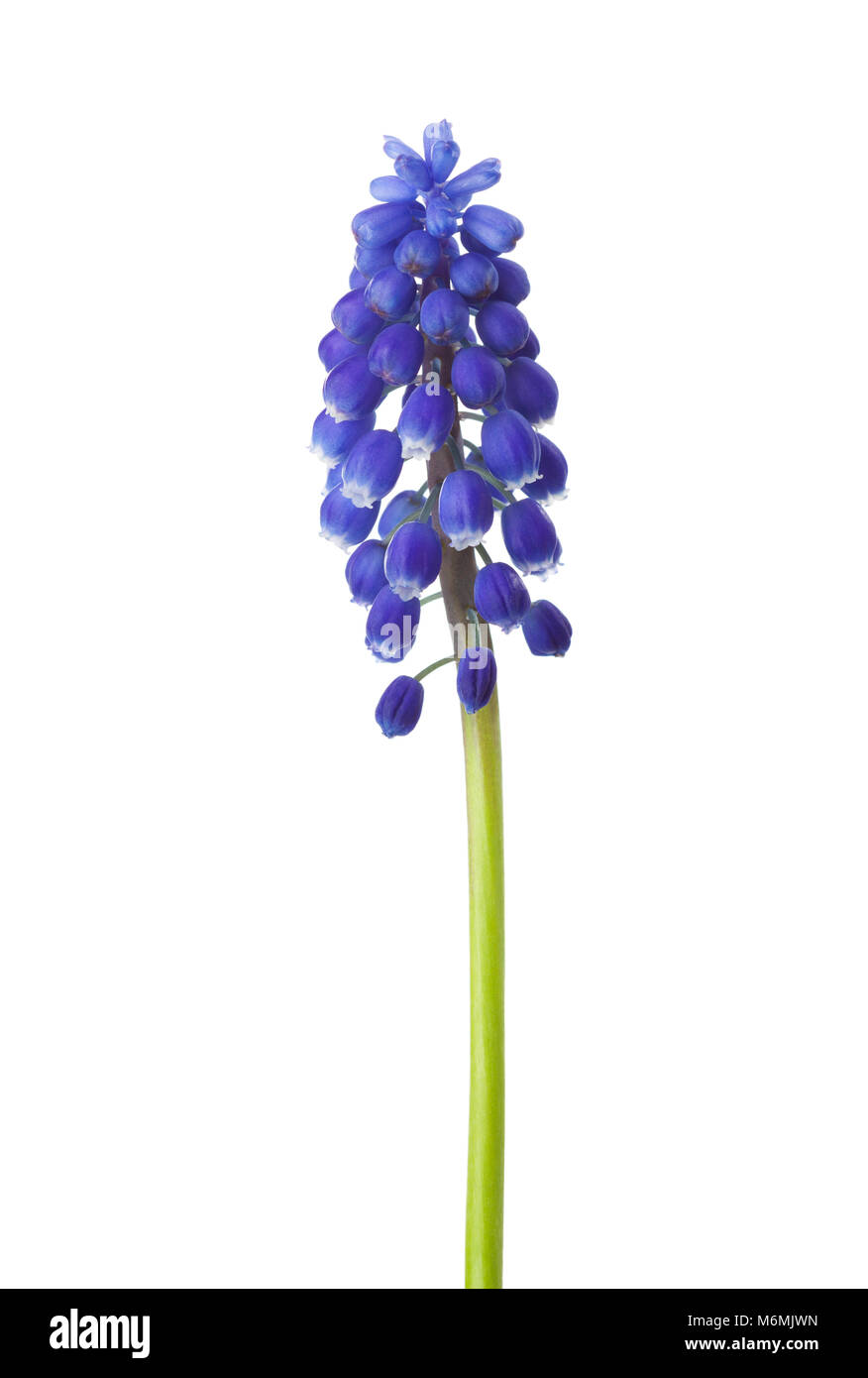 Fiore di Muscari isolati su sfondo bianco. Giacinto di uva Foto Stock