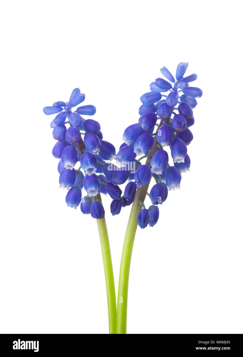 Due fiori di Muscari isolati su sfondo bianco. Giacinto di uva Foto Stock