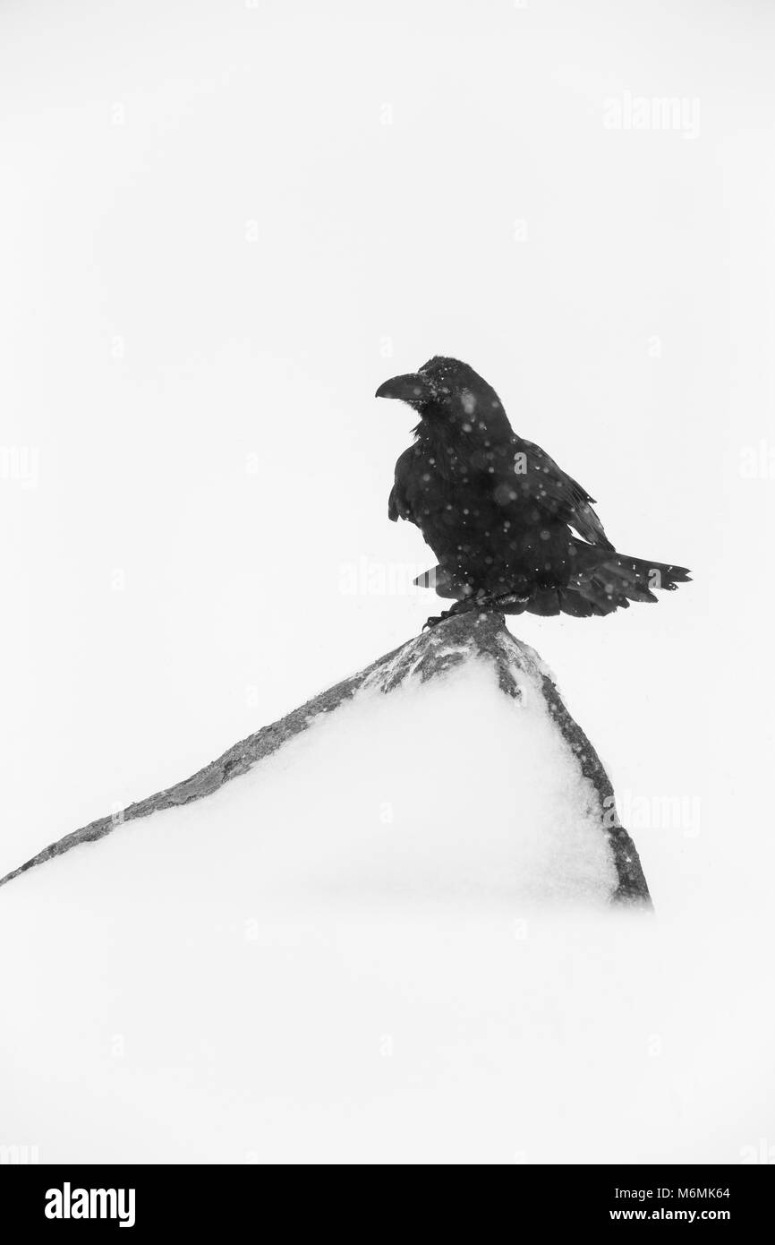 Comune di Corvo imperiale Corvus corax, arroccata su una roccia nella neve, Pikla Linnumaja, Estonia in febbraio. Foto Stock