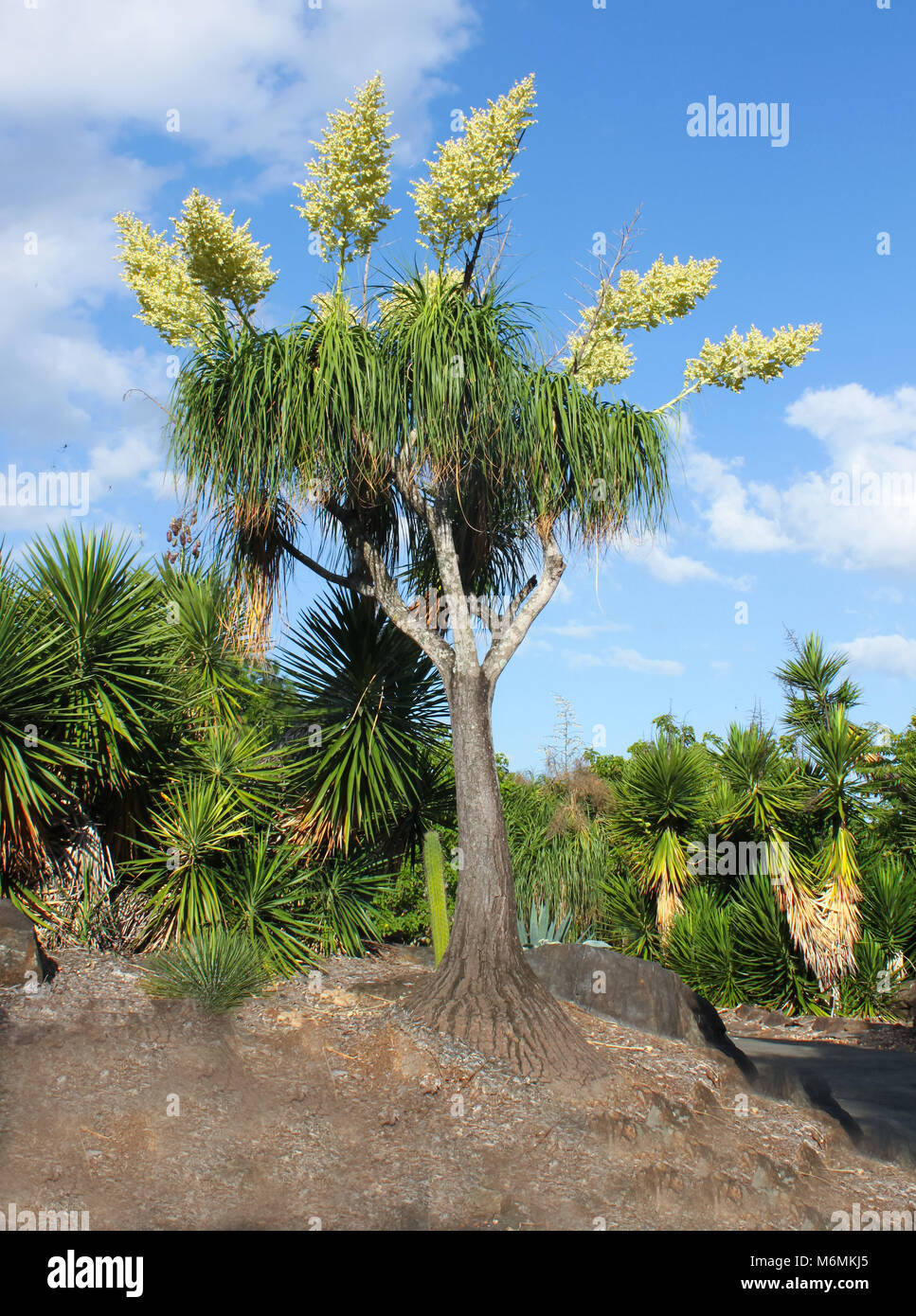 Insolito Palm tree con steli di fiori crescono fuori della parte superiore in un giardino circondato da yucca con cielo blu dietro Foto Stock