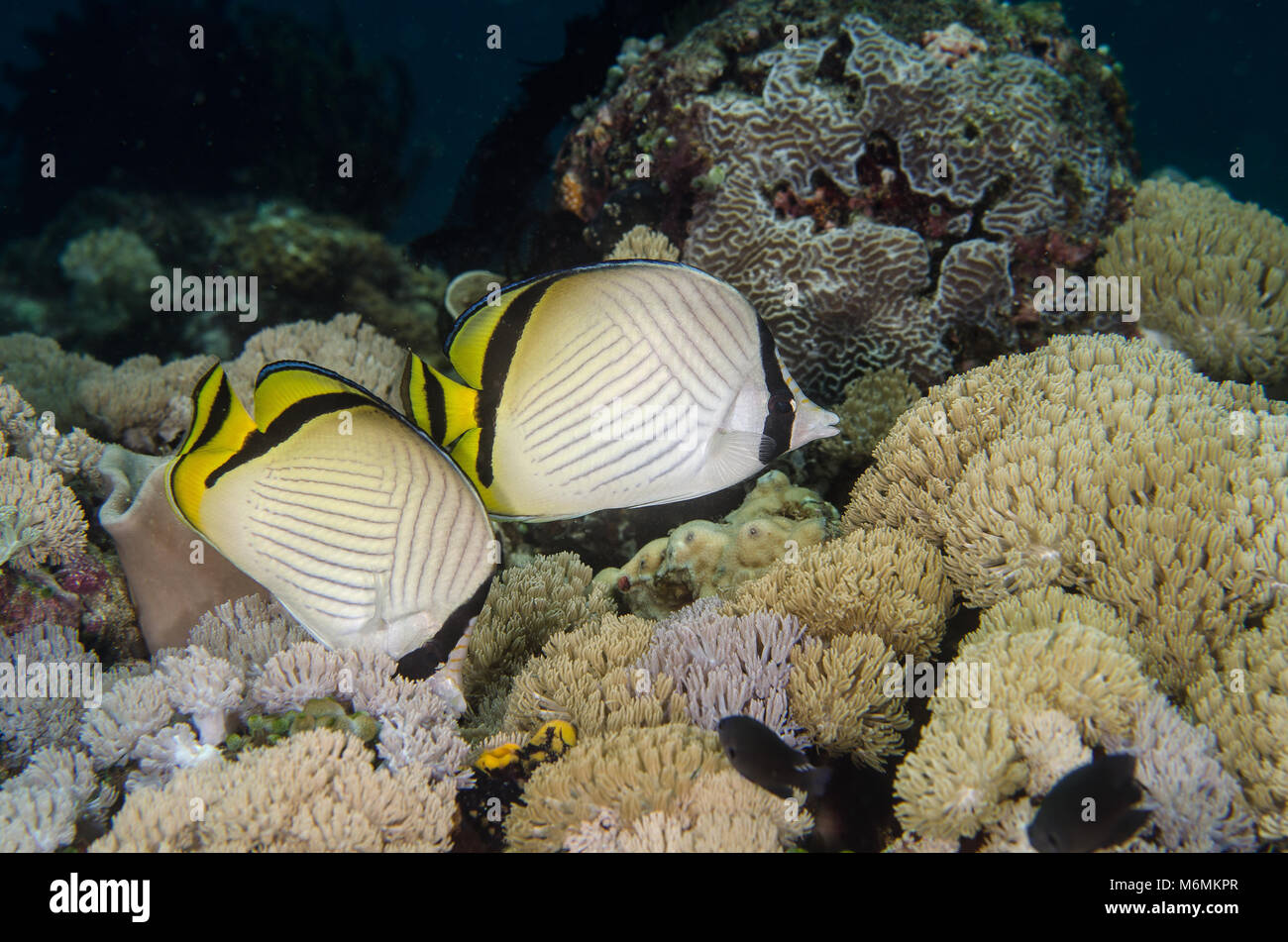 Vagabond Butterflyfish, Chaetodon vagabundus, Chaetodontidae, Anilao, Filippine, Asia Foto Stock