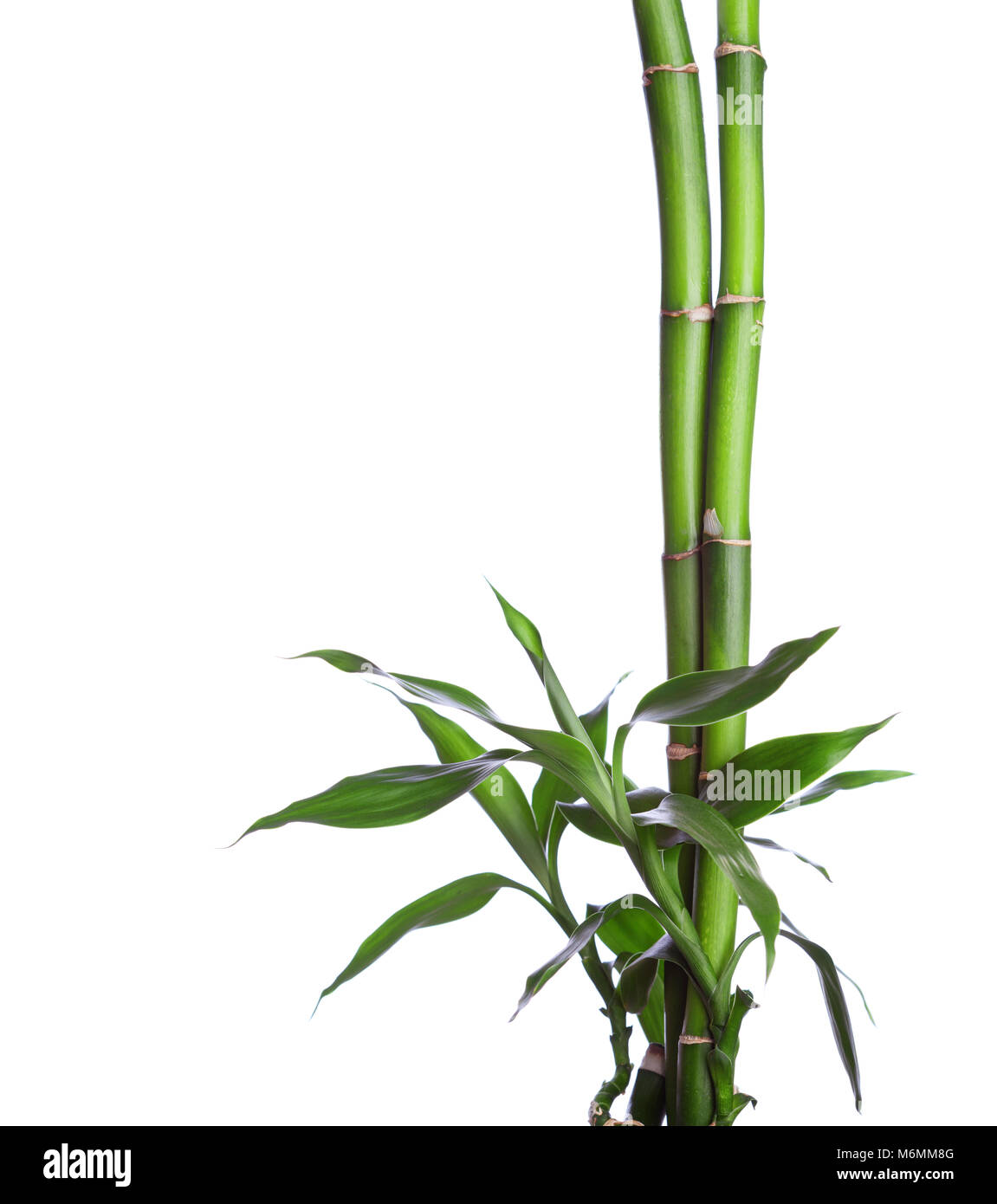 Il bambù isolati su sfondo bianco. Dracaena braunii Foto Stock