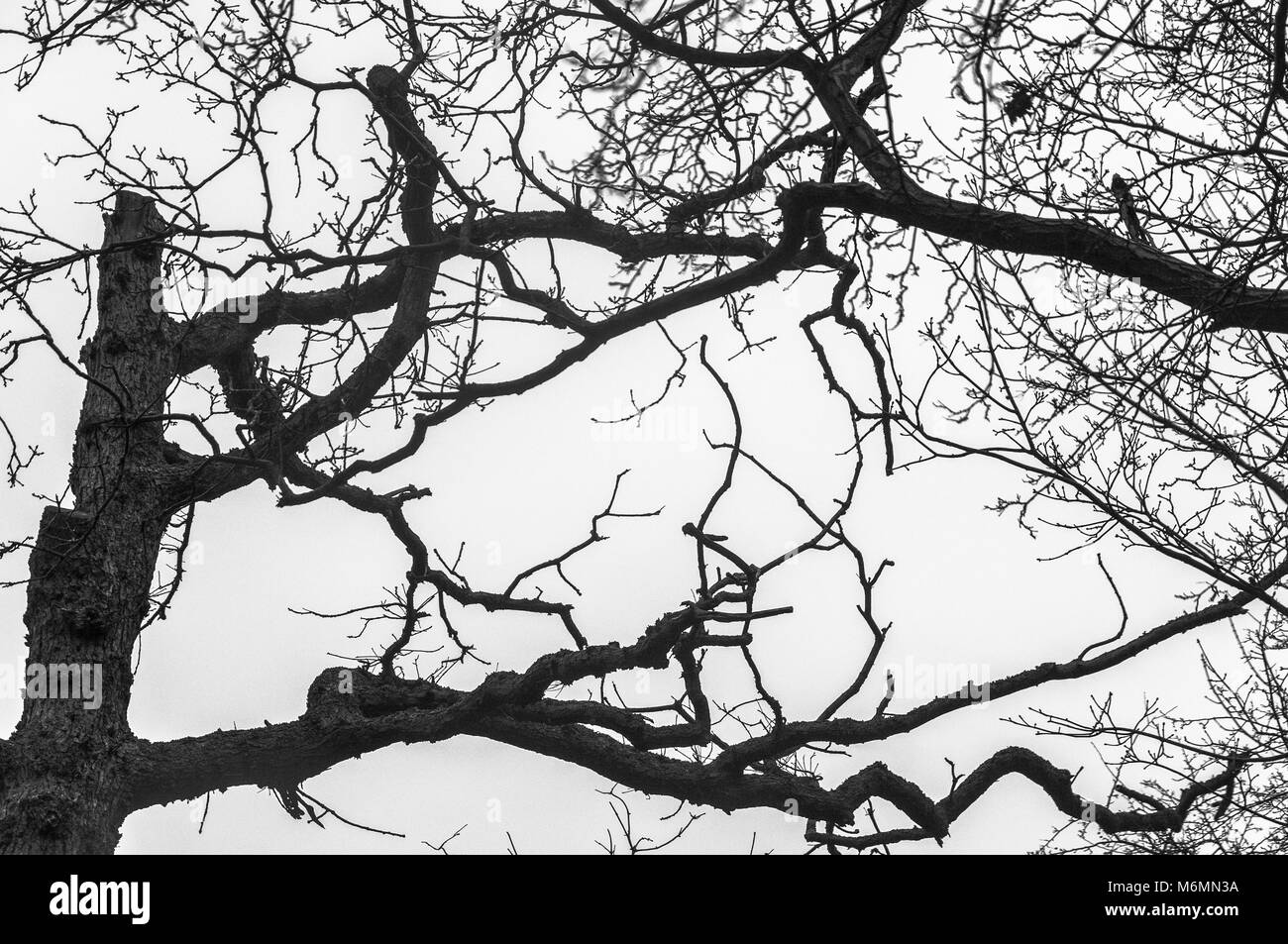 Nero bianco una silhouette di rami spogli di un albero Foto stock - Alamy