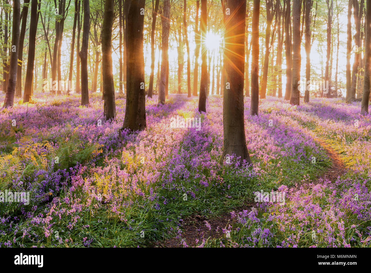 Splendido bosco bluebell foresta in primavera. Viola e fiori di colore rosa sotto agli alberi canopys con sunrise all'alba Foto Stock