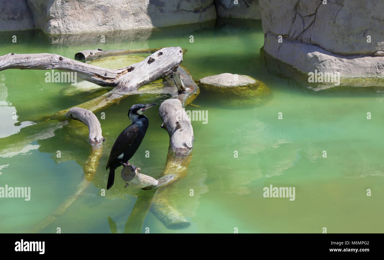 Gli uccelli acquatici in appoggio su una succursale nel suo ambiente Foto Stock