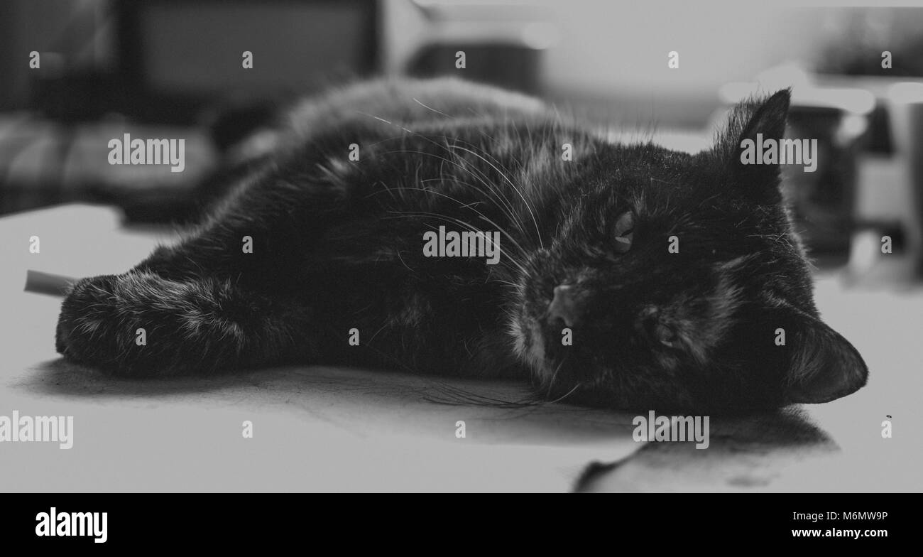 Il vecchio gatto sul tavolo, in bianco e nero Foto Stock