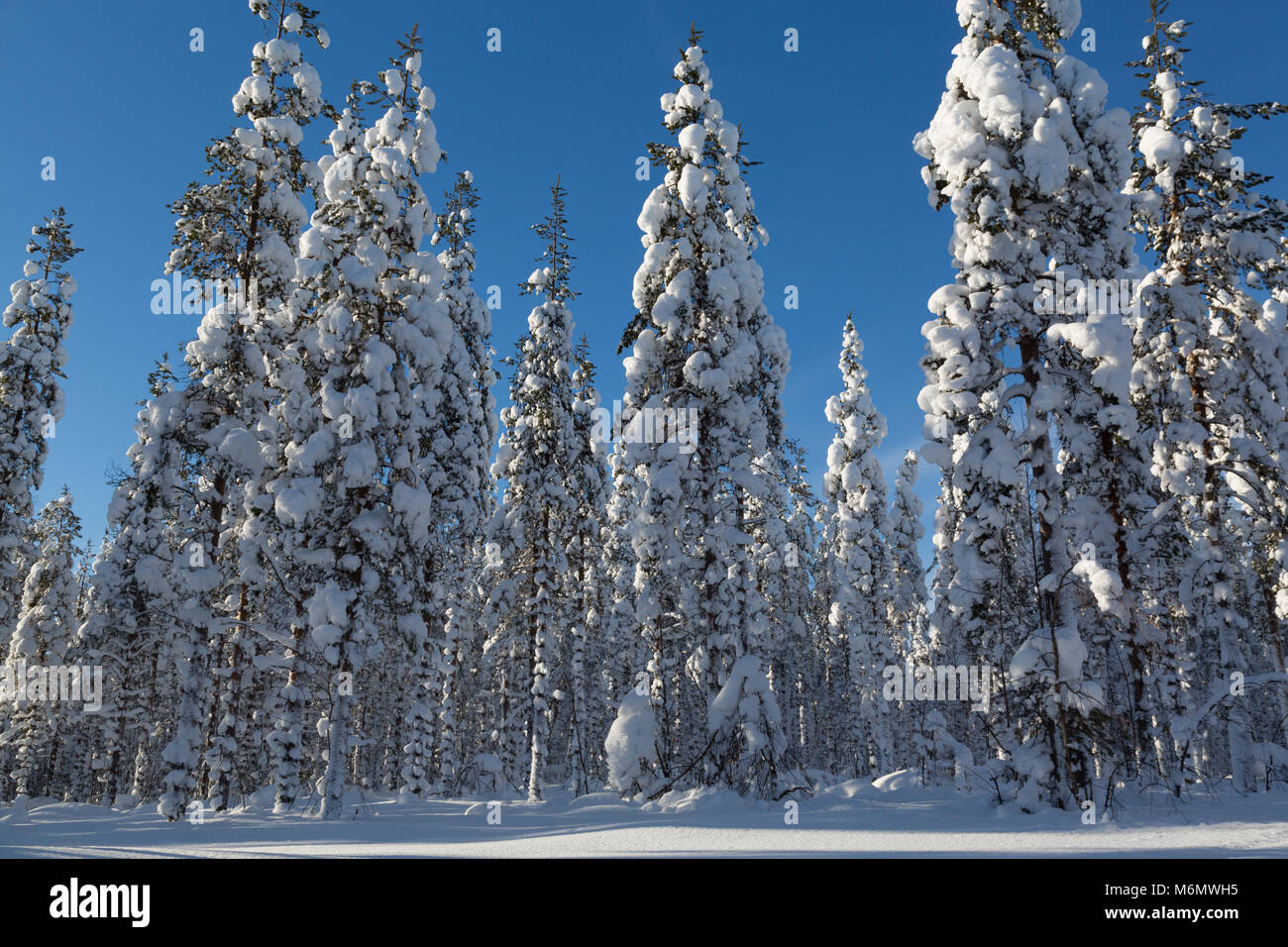Circolo Polare Artico Rovaniemi FINLANDIA Snowy scena Foto Stock
