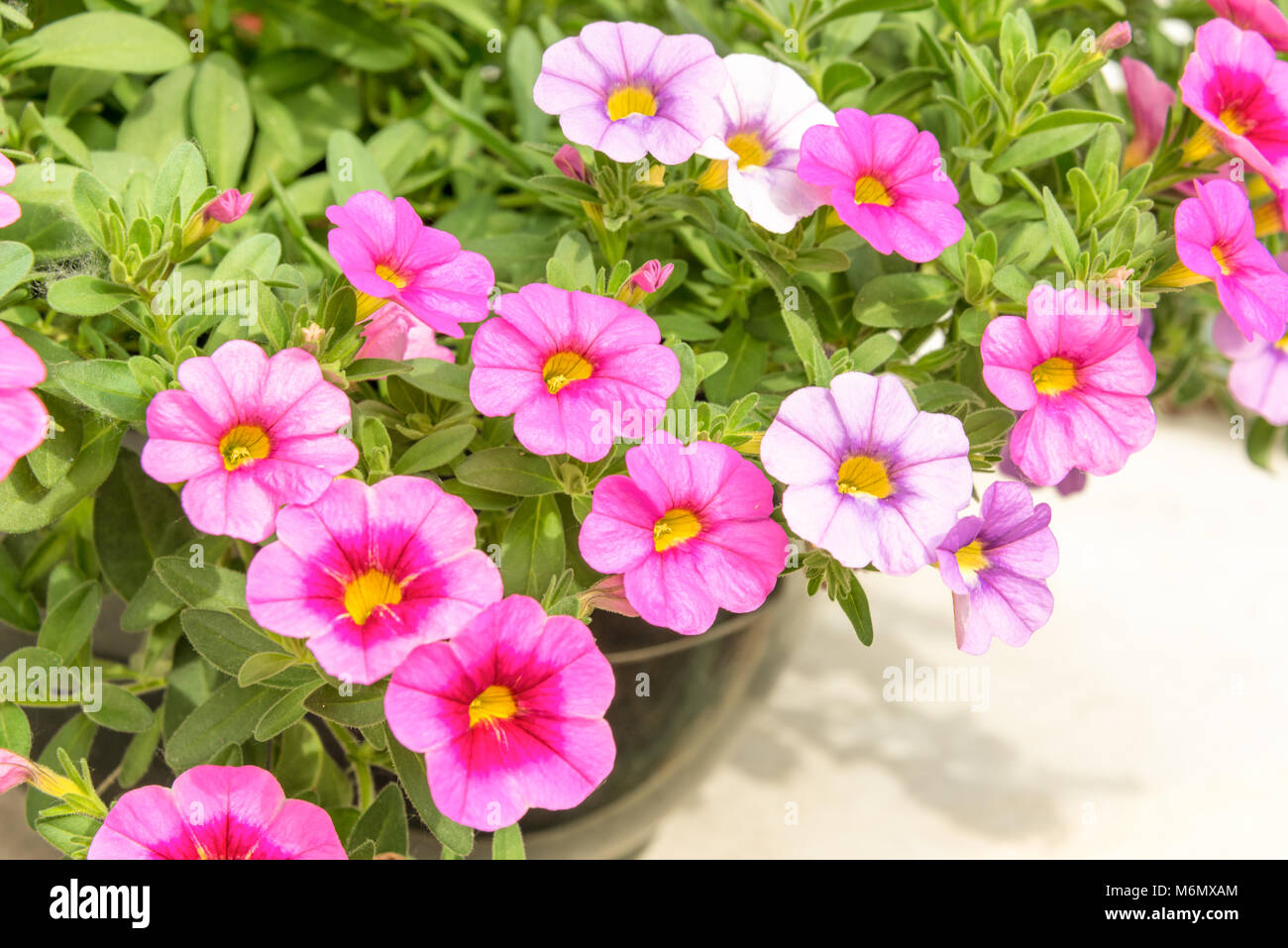 Colorato di rosa fiori di petunia close up sfondo in un giardino in estate Foto Stock