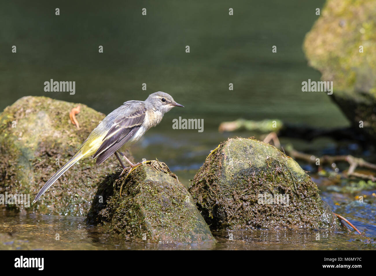 Primo piano di giovane uccello grigio del wagtail britannico (Motacilla cinerea) isolato al bordo dell'acqua che perching sulla roccia in sole di estate. Foto Stock