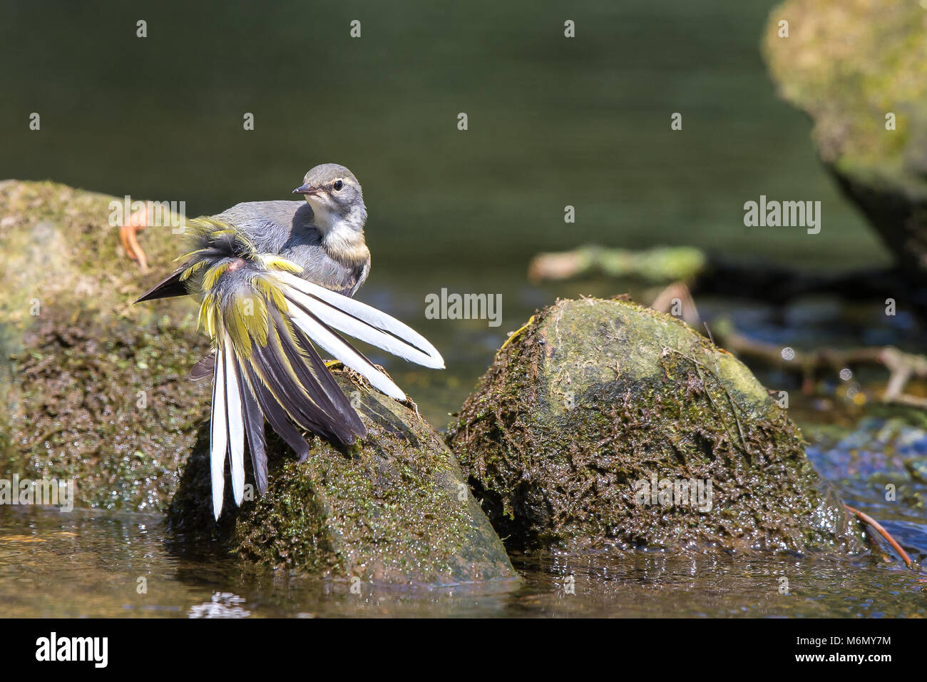 Primo piano di selvaggio capretto britannico grigio wagtail uccello (Motacilla cinerea) ventre di coda piume, arroccato su roccia da acqua, sole estivo. Foto Stock