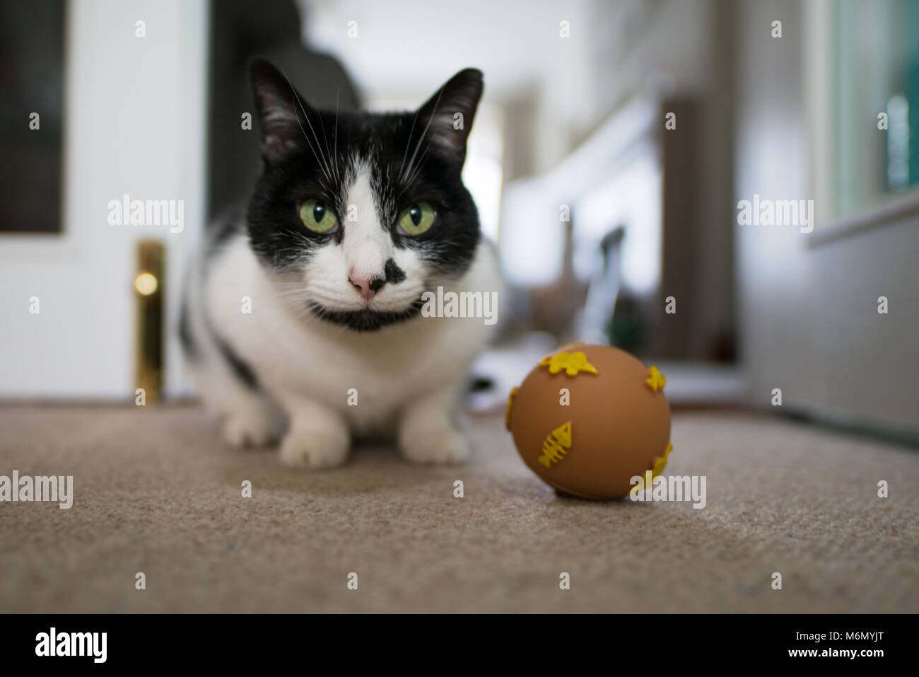 Cat guardando il pesce palla giocattolo Foto Stock