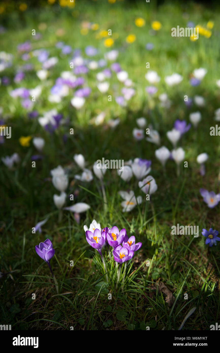 Fiori di Primavera a Darlington Hall Totnes Foto Stock