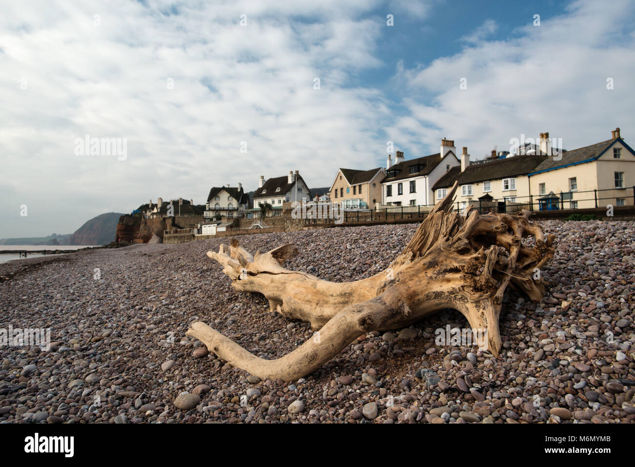 Driftwood a Sidmouth Beach East Devon Foto Stock