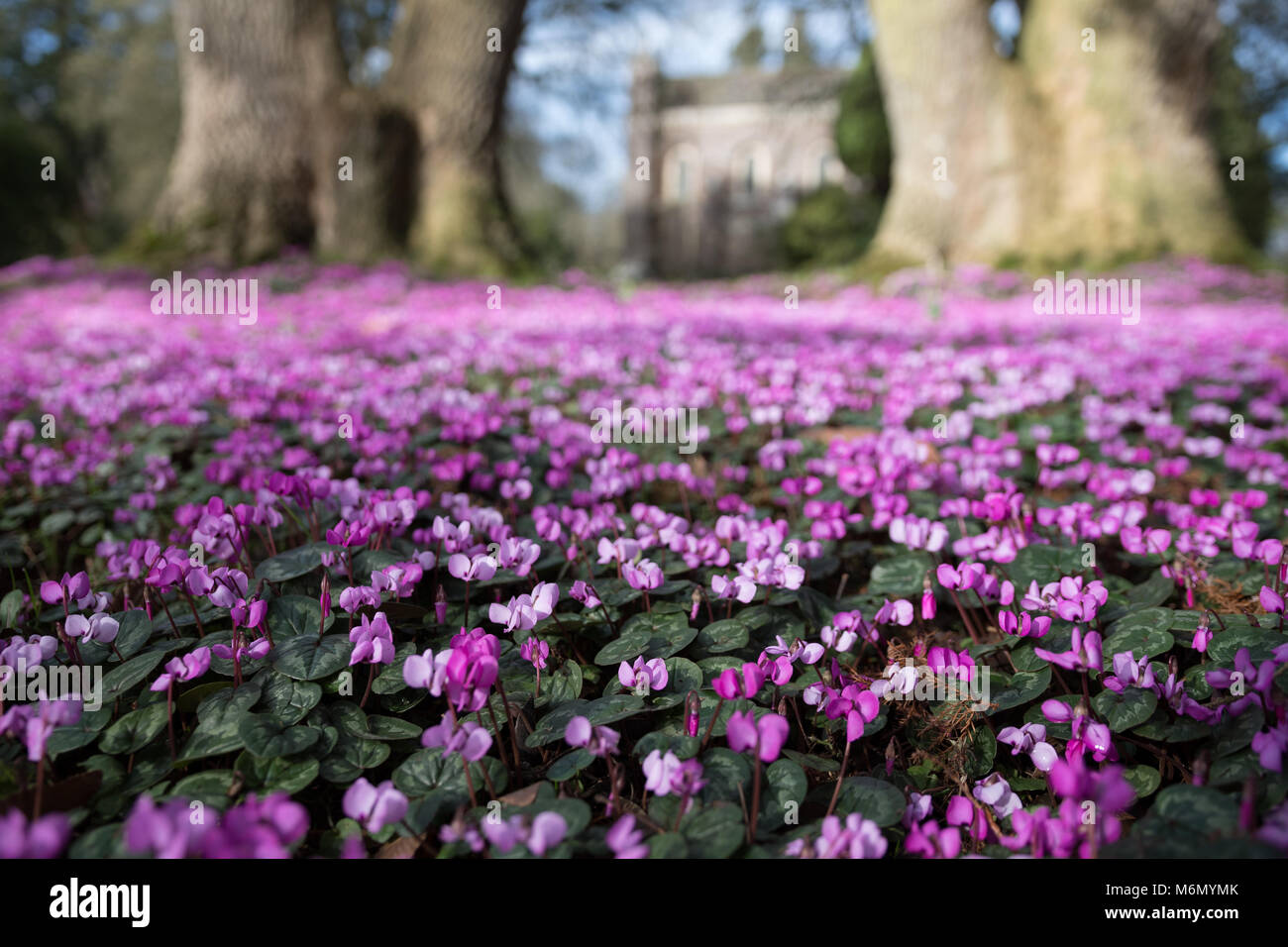 Un viola tappeto di fiori di Ciclamino Foto Stock
