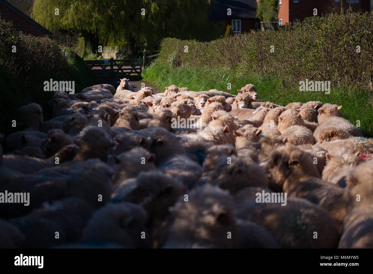 Imbrancandosi ovini in Devon Foto Stock