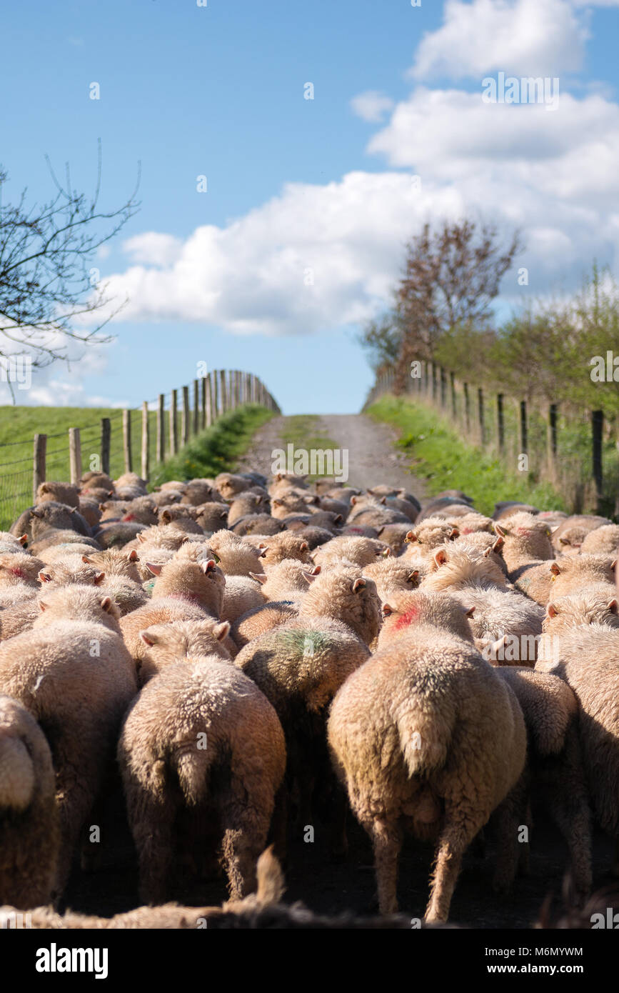 Imbrancandosi ovini in Devon Foto Stock