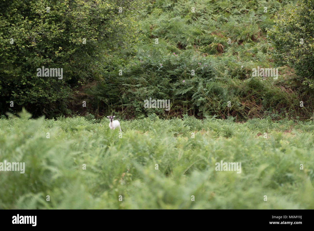 Lone ovini che si affaccia su Campo verde di felci Foto Stock