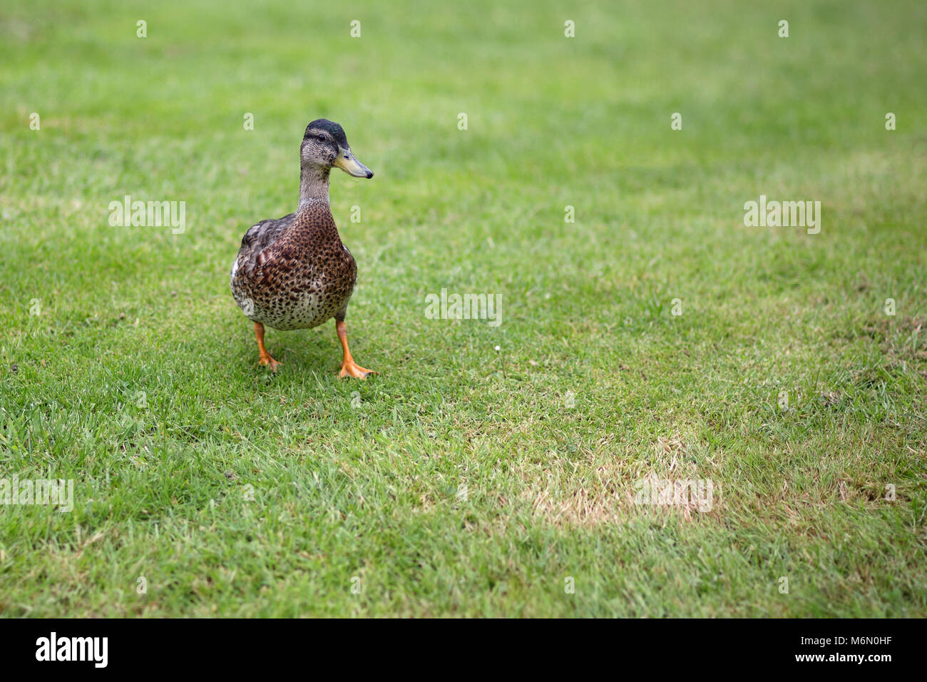 Duck sull'erba sfondo verde Foto Stock