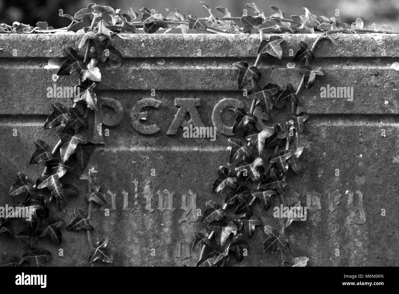 Ivy cresce attraverso una pietra tomba nel cimitero cimitero di 'Old Churchof St Nicholas' in salita Hill, vicino Weston-Super-Mare nel Somerset, Inghilterra Foto Stock
