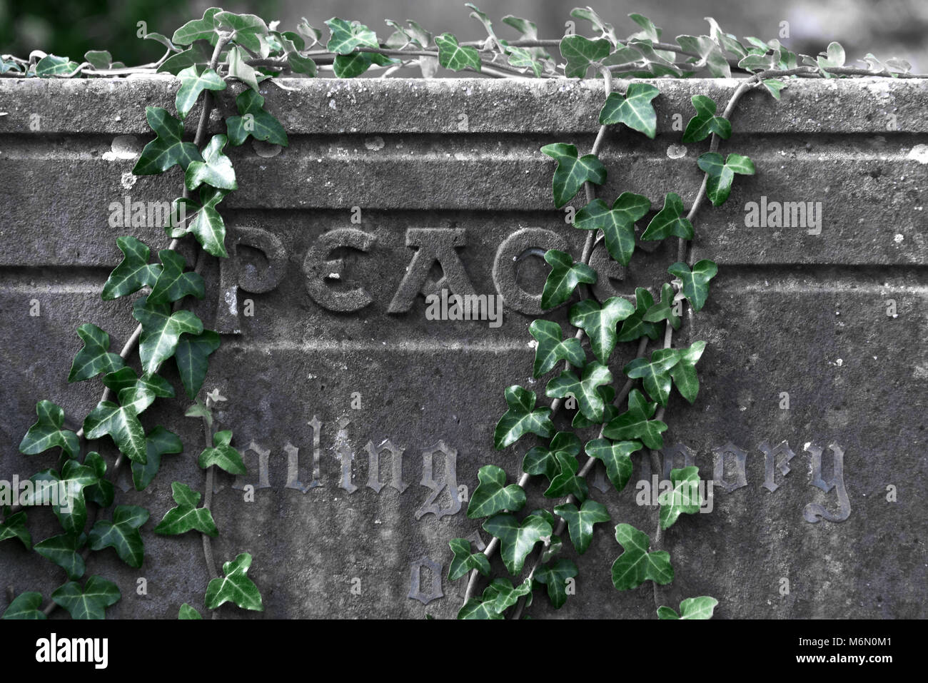 Ivy cresce attraverso una pietra tomba nel cimitero cimitero di 'Old Churchof St Nicholas' in salita Hill, vicino Weston-Super-Mare nel Somerset, Inghilterra Foto Stock