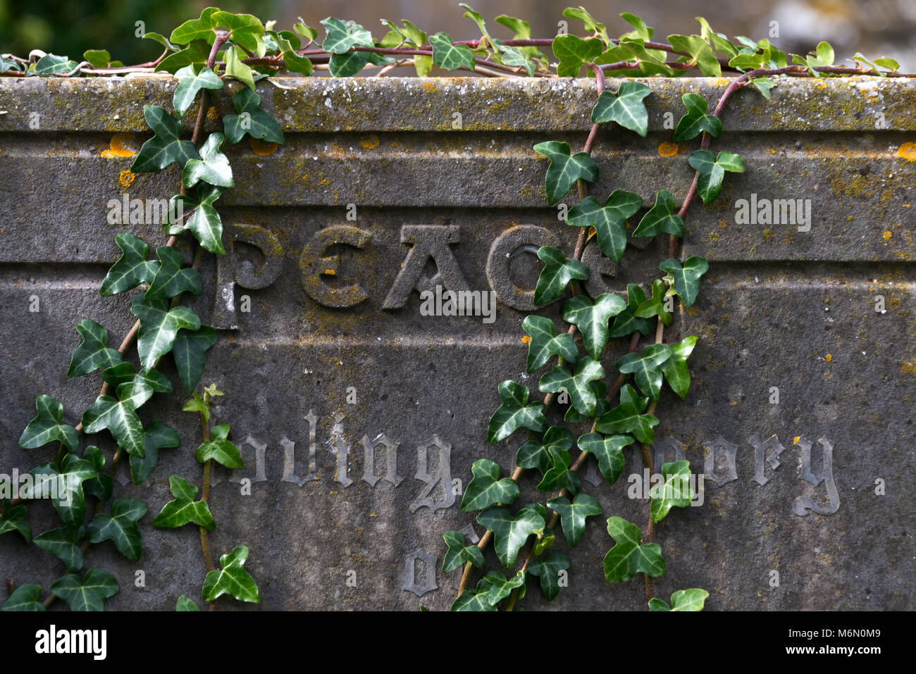 Ivy cresce attraverso una pietra tomba nel cimitero cimitero di 'Old Churchof St Nicholas' in salita Hill, vicino Weston-Super-Mare nel Somerset, Inghilterra Foto Stock