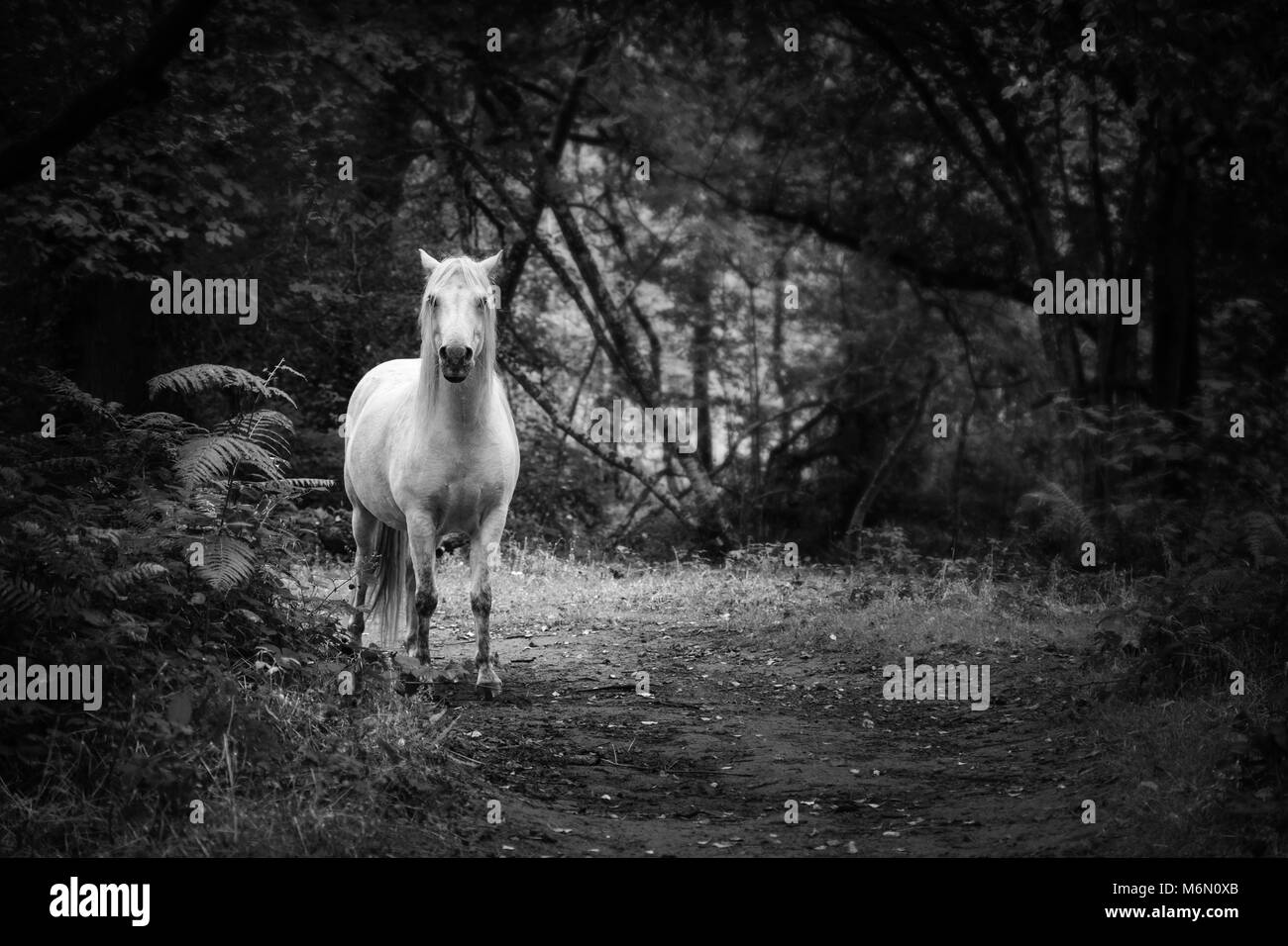 Dartmoor pony, Lustleigh segmentano il Parco Nazionale di Dartmoor Foto Stock