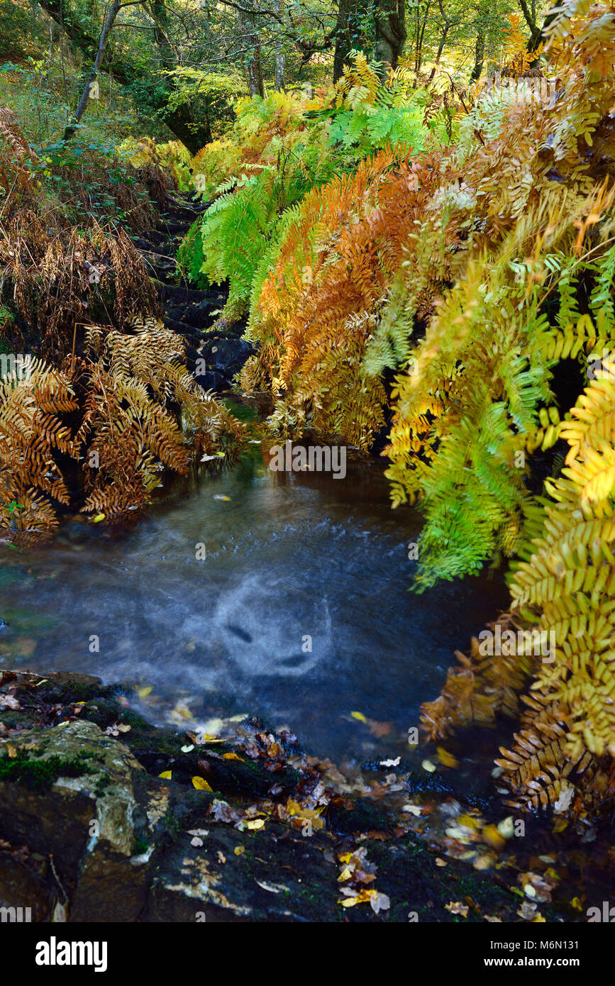 Foresta di Paimpont, conosciuta anche come la foresta di Broceliande Foto Stock