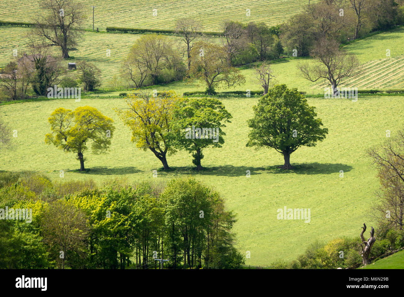 Alberi in campi verdi vicino Richmondshire Leyburn North Yorkshire, Inghilterra Foto Stock Alberi in campi verdi vicino Richmondshire Leyburn North Yorkshire, Inghilterra Foto Stock
